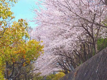 【桜の写真】桜が咲く風景の写真