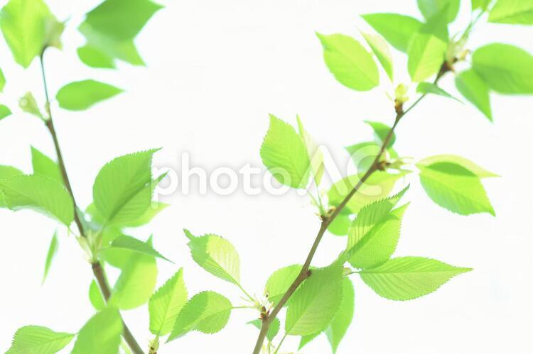新緑の葉っぱ　サクラ サクラ,新緑,若葉の写真素材