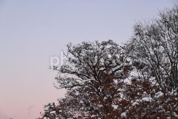 夕焼けに染まる冬の木 冬,雪,木の写真素材