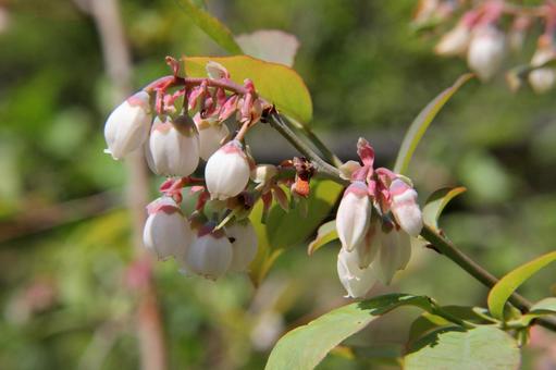 ブルーベリー 　花マクロ ブルーベリー,美味しい,果実の写真素材