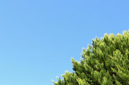 木と空　快晴・青空（コピースペースあり） 木,空,青空の写真素材