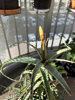 アロエの蕾1 アロエ,鉢植え,秋の写真素材