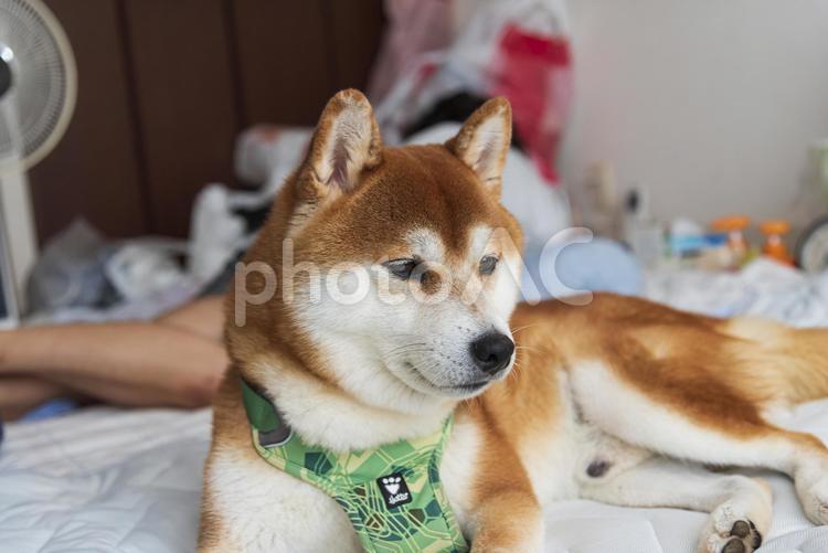 興味深々で窓の外を眺める柴犬 柴犬,シバイヌ,日本犬の写真素材