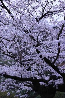 桜 桜,しだれ桜,春の写真素材