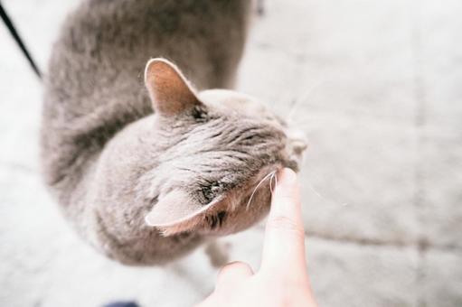 猫 猫の写真