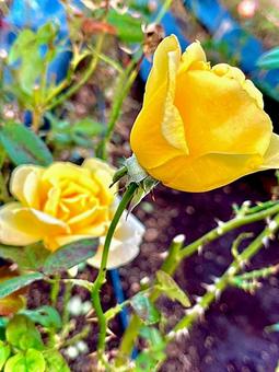 薔薇 薔薇,バラ,バラ園の写真素材