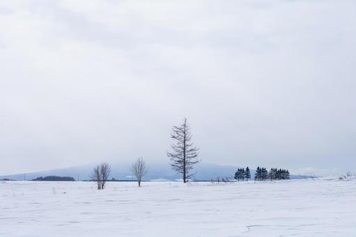 雪原に佇む木々 雪原に佇む木々の写真