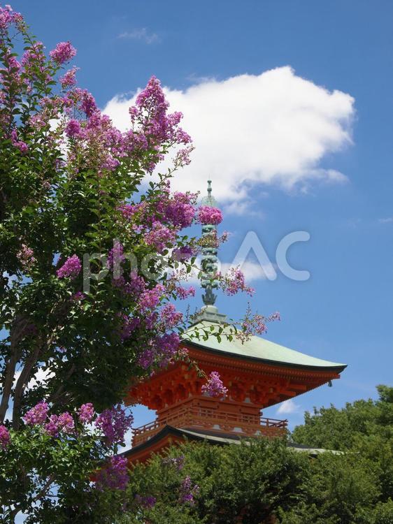 夏空と三重塔と百日紅 青空,空,夏空の写真素材