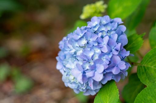 Hydrangea, JPG