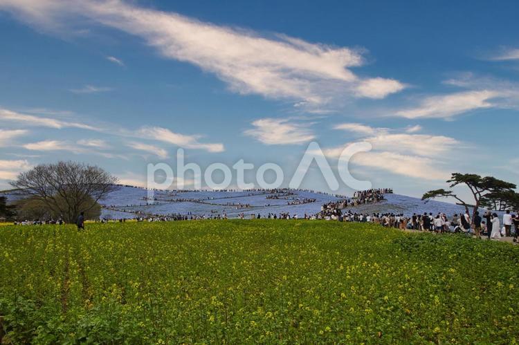 菜の花とネモフィラの丘 風景,花,青空の写真素材