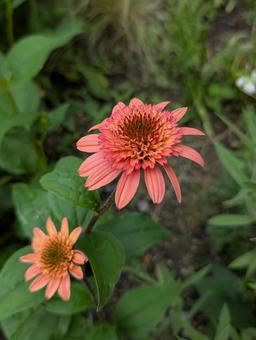 エキナセアの花 4 エキナセアの花 4 エキナセア,サーモンピンク,花の写真素材