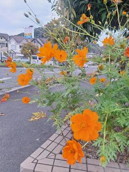 コスモス 秋桜,オレンジ,ガーデニングの写真素材