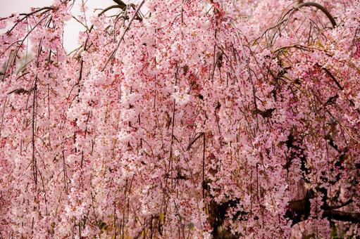 満開の枝垂れ桜 満開の枝垂れ桜 枝垂れ桜,桜,満開の写真素材