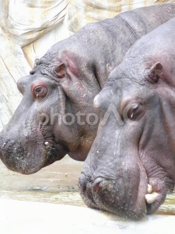 並んだ2頭のカバ 動物園,飼育,上野動物園の写真素材