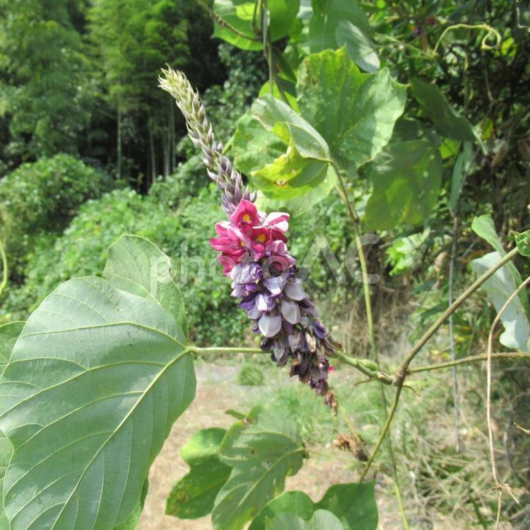 郊外の山地に根付いたクズの木の花 クズ,花,植物の写真素材