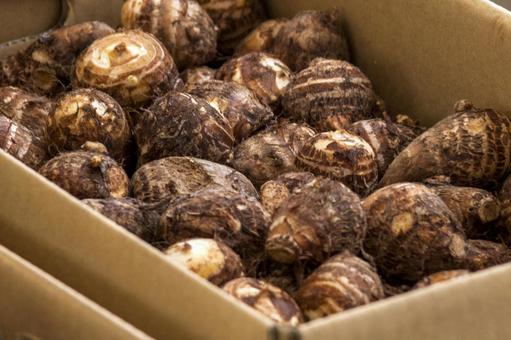 里いも1（田原市） 里芋,茶色,農業の写真素材