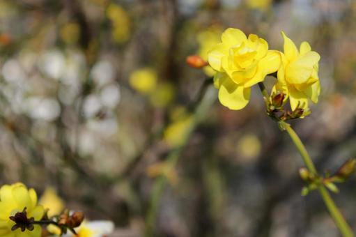 黄梅 黄梅,自然,風景の写真素材