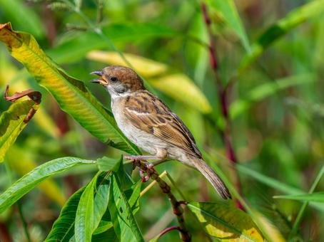 枝にとまるスズメ 枝にとまるスズメ スズメ,雀,鳥の写真素材
