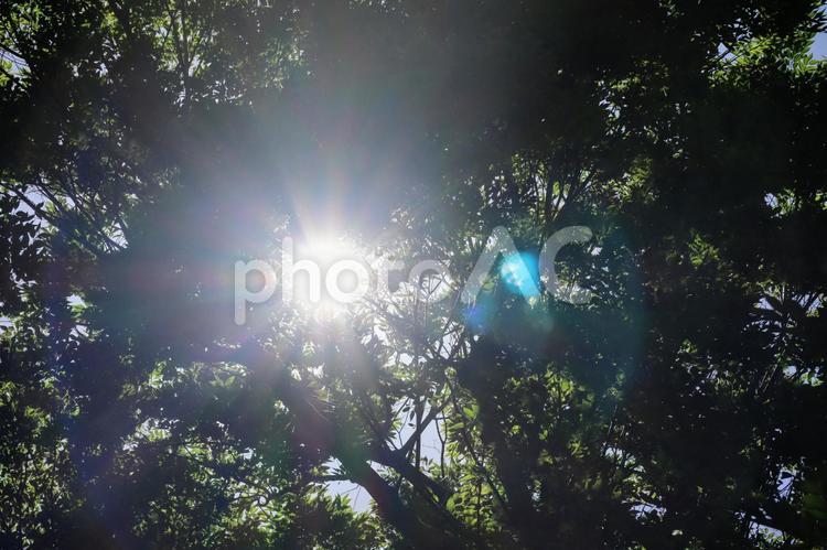 夏の木漏れ日 太陽,木,光の写真素材