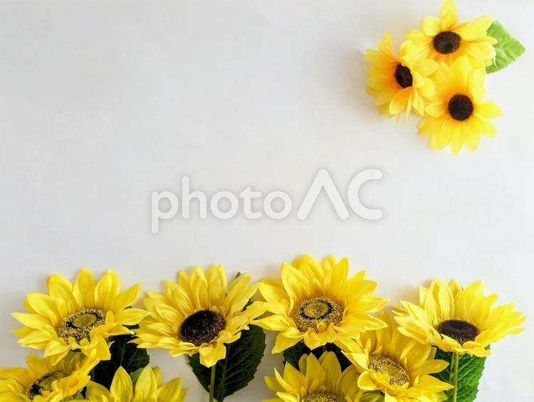 背景素材（夏イメージ）ひまわり5 ひまわり,夏,夏イメージの写真素材