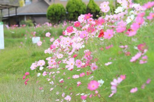 秋桜 秋桜の写真