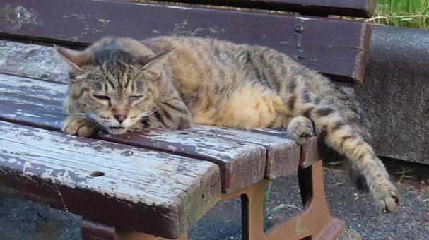 完全に夏バテしてしまったもふもふな猫様 完全に夏バテしてしまったもふもふな猫様 猫,キジトラ,寝転ぶの写真素材