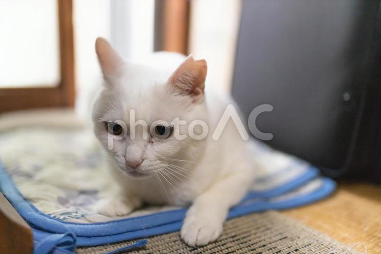 うずくまる白猫 白猫,シロネコ,しろねこの写真素材