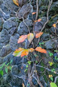 つたうるし つたうるしの写真