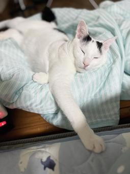 ねこベッドからはみ出しオトちゃん ねこベッドからはみ出しオトちゃん ねこ,かわいい,ペットの写真素材