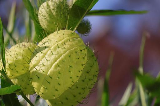 緑のフウセントウワタの実のアップ 緑,フウセントウワタ,実の写真素材