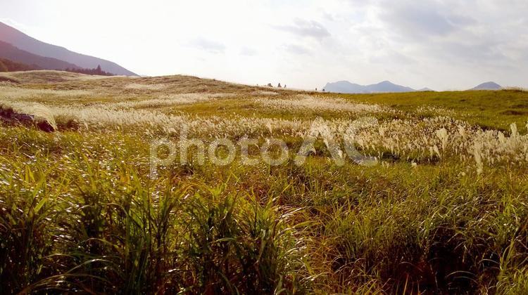 夕暮れ前の曽爾高原 高原,曽爾高原,ススキの写真素材