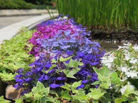 天王寺公園1 天王寺公園1の写真