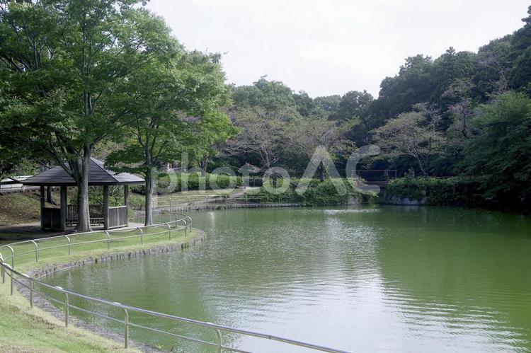 東家と池のある公園 東家,池,ゆったりの写真素材