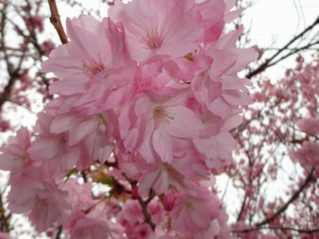 Photo, flower, pink, landscape, 