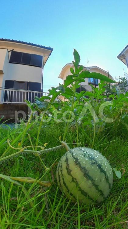 家庭菜園でスイカ栽培　マクロ撮影 スイカ,西瓜,suicaの写真素材
