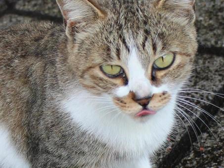 日本の猫 日本の猫の写真