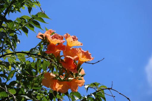 青空と緑の葉とオレンジ色のノウゼンカズラ 青空と緑の葉とオレンジ色のノウゼンカズラ 青空,緑,葉の写真素材