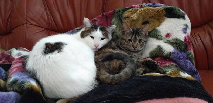 ハチワレ&キジ猫 くっつき ハチワレ&キジ猫 くっつき ハチワレ猫,キジ猫,ソファの写真素材