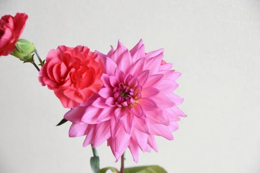 ダリアとカーネーション ダリア,カーネーション,ピンクの写真素材