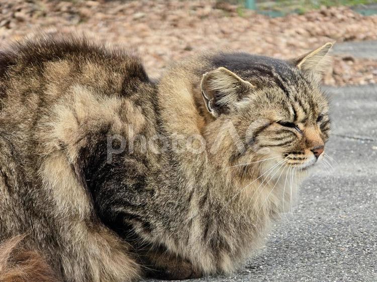自然の中の地域猫 猫,ネコ,地域猫の写真素材