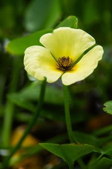 ミズヒナゲシの花 ミズヒナゲシの花 ミズヒナゲシ,キバナオモダカ,水草の写真素材