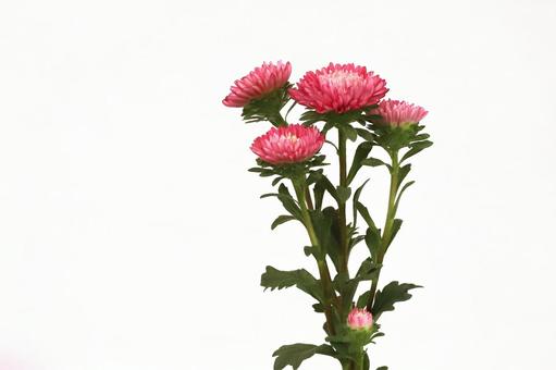 アスター菊の写真