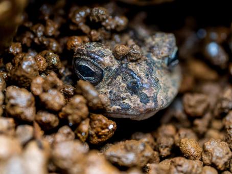 地面に埋まるナンブヒキガエル ナンブヒキガエル,動物,自然の写真素材