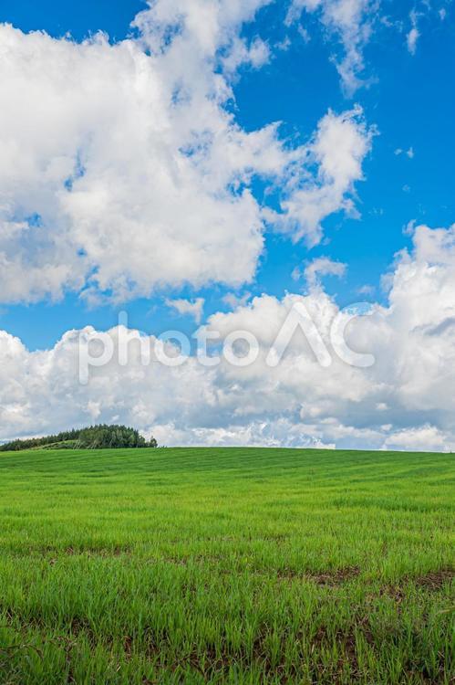 美瑛町の夏の風景 美瑛,空,みどりの写真素材