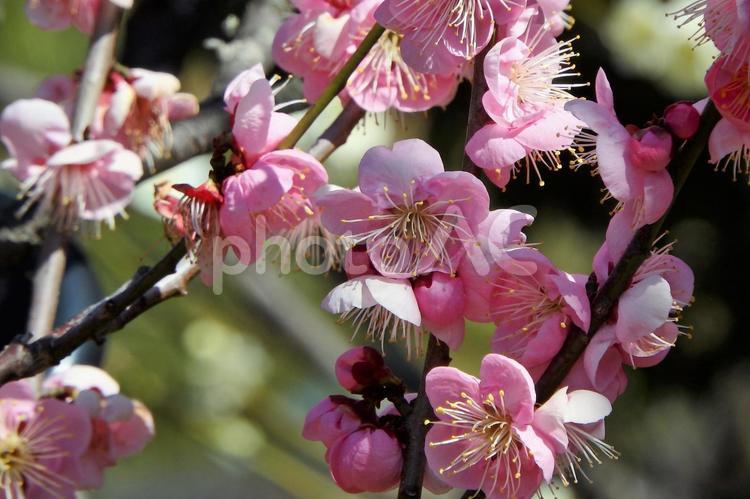 淡いピンクの梅の花 紅梅,plum,flowerの写真素材