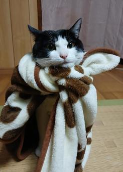 猫 ネコ,猫,動物の写真素材