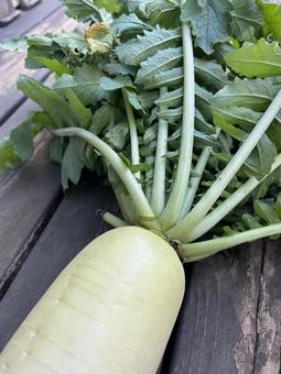 市民農園で収穫した大根 大根,食べ物,食材の写真素材