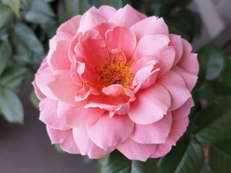 Photo, rose, pink vintage, drew, 