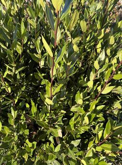 樹木（月桂樹？） 自然,背景,樹木の写真素材