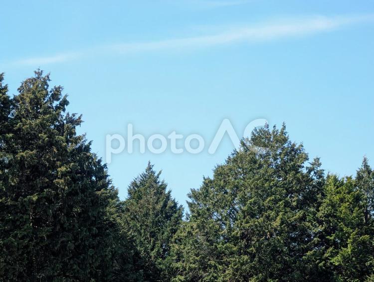 美しい青い空と木々 森,木々,空の写真素材